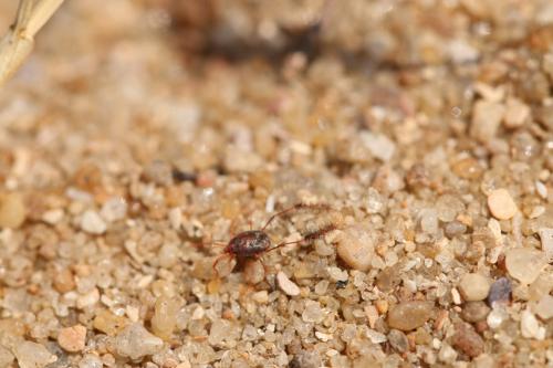 Eatoniana plumipes